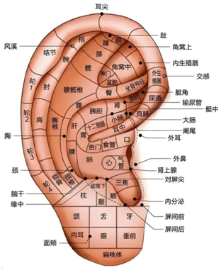 耳穴压豆：耳廓里的健康“密码”